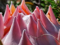 Protea cynaroides young pink bract tips